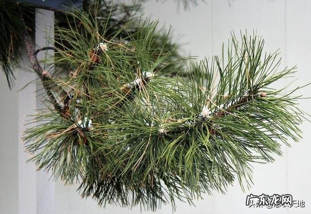 松树下收回来的松针,怎么快速利用?