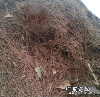 松树下收回来的松针，怎么快速利用？