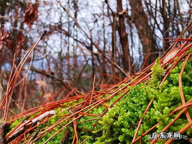 松树下收回来的松针，怎么快速利用？