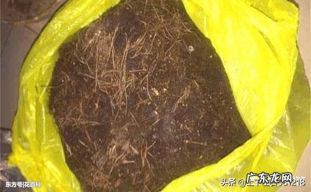 松树下收回来的松针,怎么快速利用?