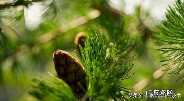 松树下收回来的松针，怎么快速利用？