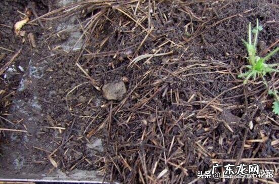 松树下收回来的松针,怎么快速利用?