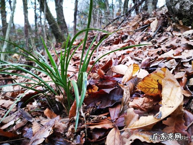 松树下收回来的松针，怎么快速利用？