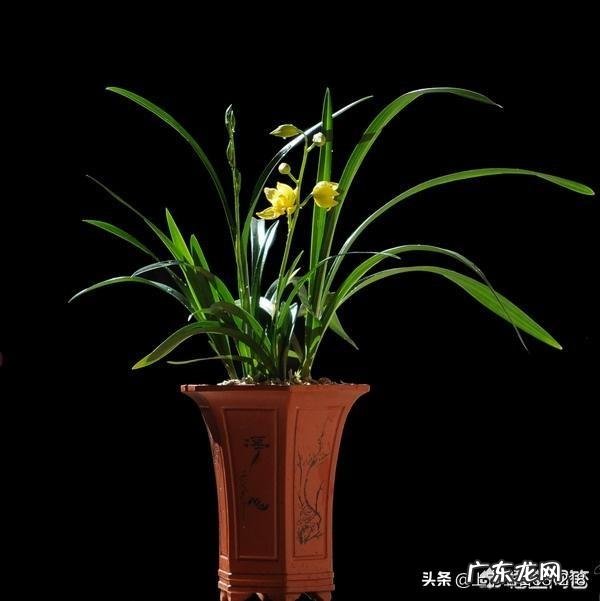 松树下收回来的松针,怎么快速利用?