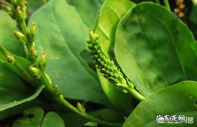 车前草泡水有什么功效?