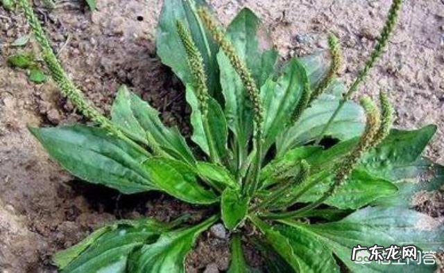 车前草泡水有什么功效?