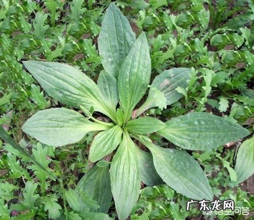 车前草泡水有什么功效?