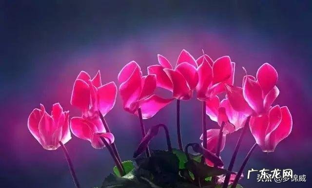 春节什么样的花卉更受欢迎?