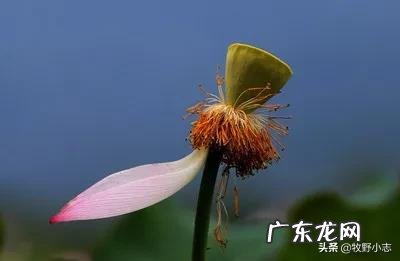 农村俗语“六月立秋快加油,七月立秋慢悠悠”是什么意思?今年立秋是哪一天?