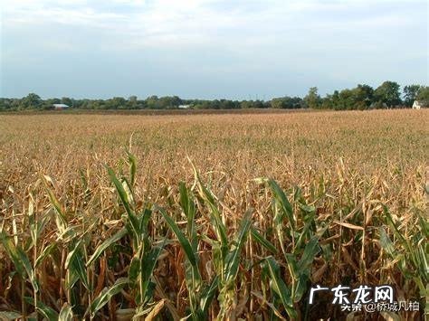 农村俗语“六月立秋快加油,七月立秋慢悠悠”是什么意思?今年立秋是哪一天?