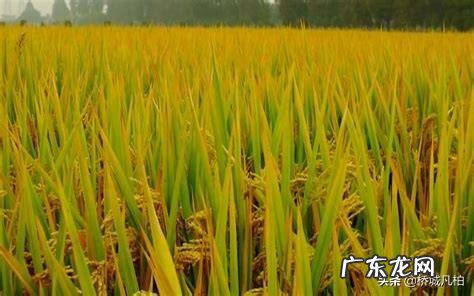 农村俗语“六月立秋快加油,七月立秋慢悠悠”是什么意思?今年立秋是哪一天?