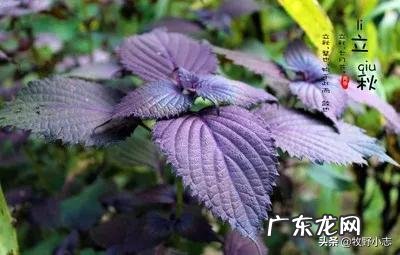 农村俗语“六月立秋快加油,七月立秋慢悠悠”是什么意思?今年立秋是哪一天?