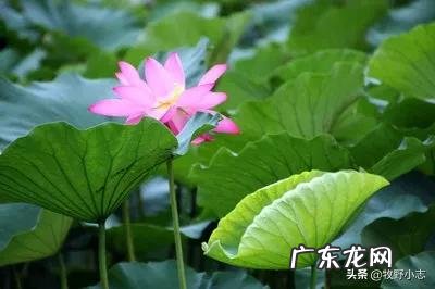 农村俗语“六月立秋快加油,七月立秋慢悠悠”是什么意思?今年立秋是哪一天?