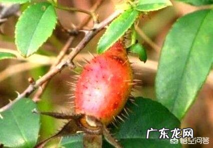 金樱子在农村可不可以种植?