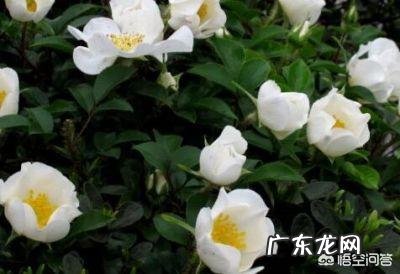 金樱子在农村可不可以种植?