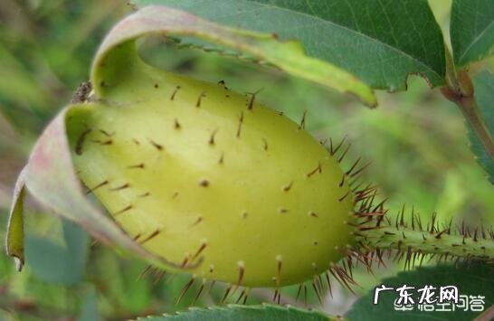 金樱子在农村可不可以种植?