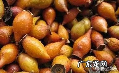 金樱子在农村可不可以种植?