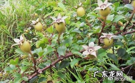 金樱子在农村可不可以种植?