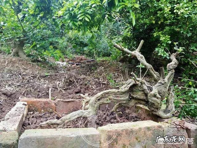 有什么关于春分的文章吗？