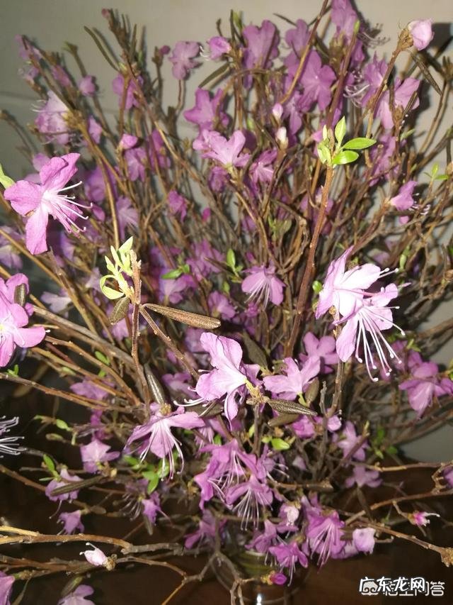 有什么关于春分的文章吗？