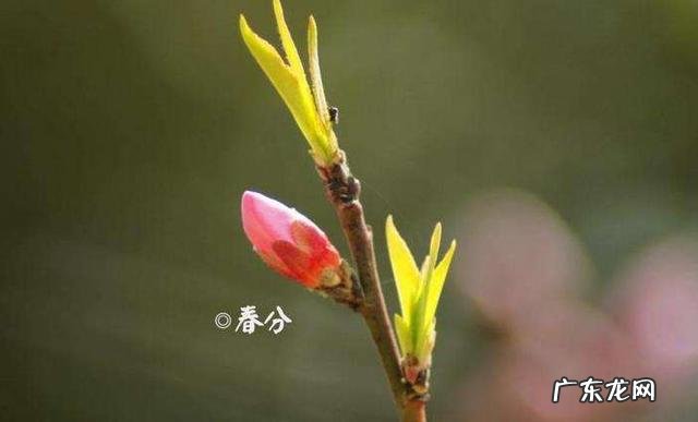 有什么关于春分的文章吗?