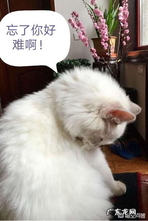 如何才能彻底的忘掉一个人呢?