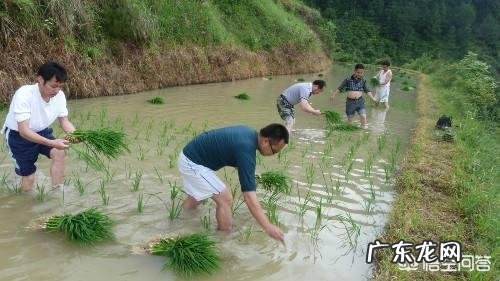 农村谚语“立夏不下,犁耙高挂”是什么意思?