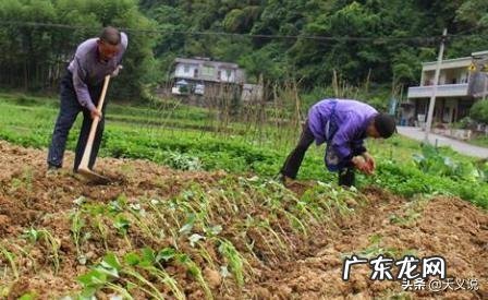 红薯苗多大可以移裁?