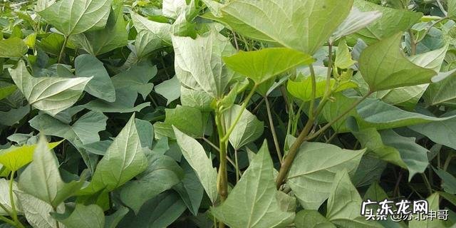 红薯苗多大可以移裁?