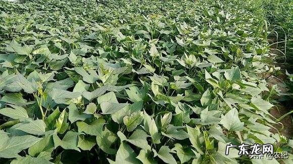 红薯苗多大可以移裁?