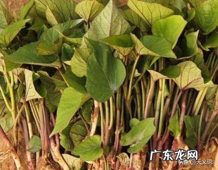 红薯苗多大可以移裁?