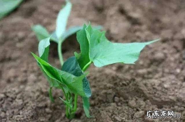 红薯苗多大可以移裁?