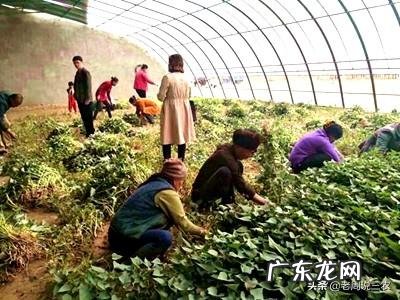 红薯苗多大可以移裁?