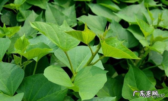 红薯苗多大可以移裁?