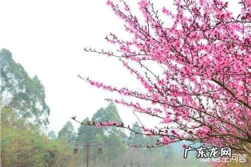 春天来了，最能形容春季的古诗词句都有哪些？