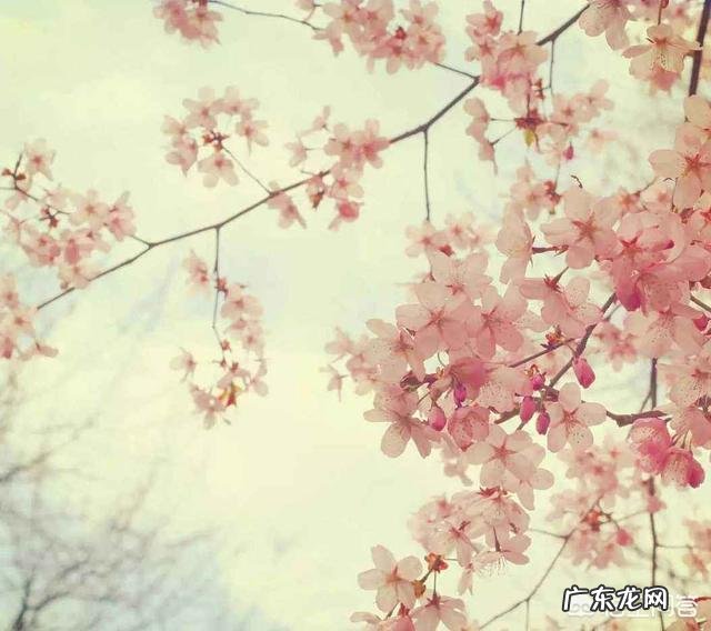 春天来了,最能形容春季的古诗词句都有哪些?