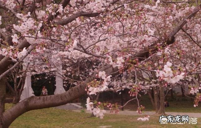 春天来了,最能形容春季的古诗词句都有哪些?