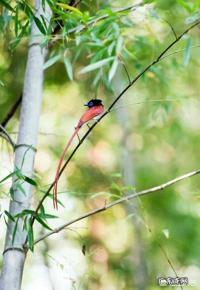 春天来了，最能形容春季的古诗词句都有哪些？