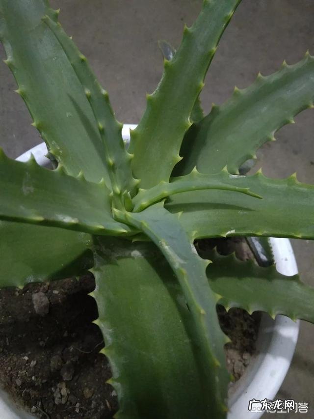 芦荟涂脸的正确方法是什么?