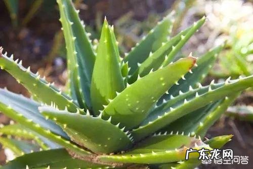 芦荟涂脸的正确方法是什么?