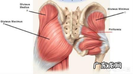 女性如何锻炼臀部肌肉?