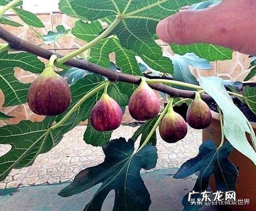 无花果是神奇的果实,对生长环境有何要求?如何种植才能丰产?