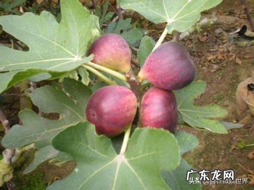 无花果是神奇的果实,对生长环境有何要求?如何种植才能丰产?