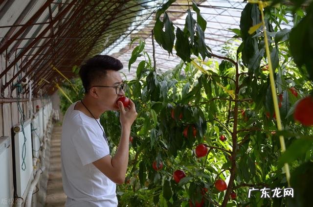 2021年油桃蒋会是什么价格大棚油桃?