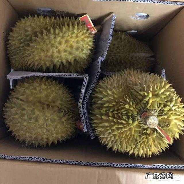 什么时候的榴莲好吃又便宜?