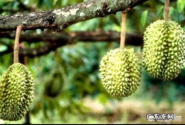 什么时候的榴莲好吃又便宜?