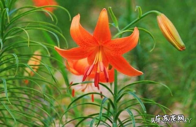 百合花不催芽直接种可以吗?如何种植?