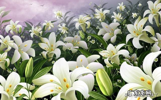 百合花不催芽直接种可以吗?如何种植?