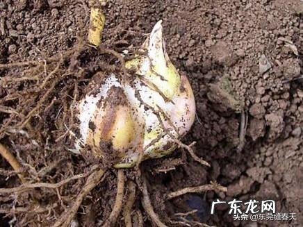 百合花不催芽直接种可以吗?如何种植?