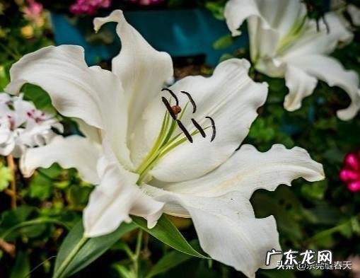 百合花不催芽直接种可以吗?如何种植?